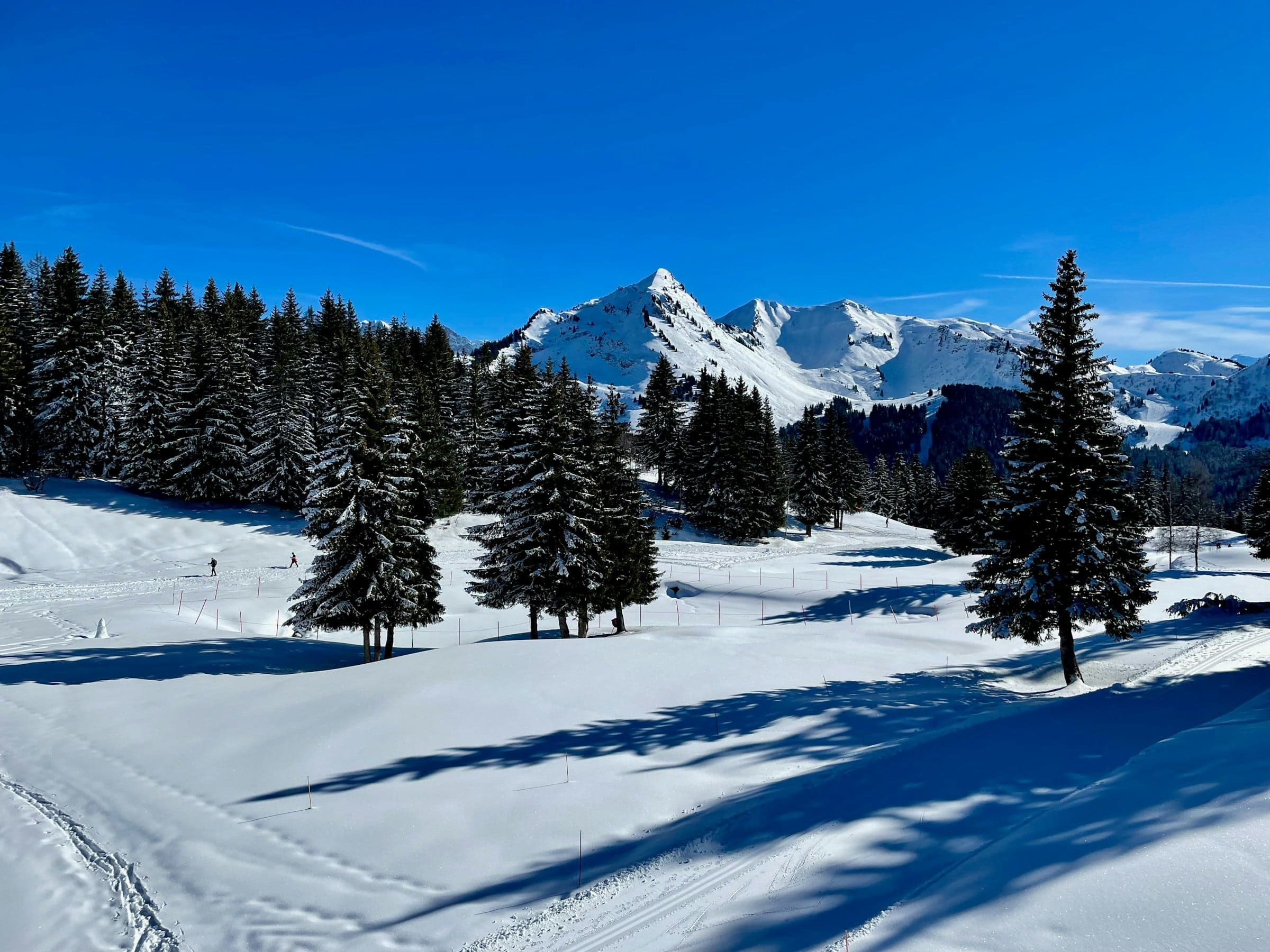Snowy mountain and pine trees above Les Gets